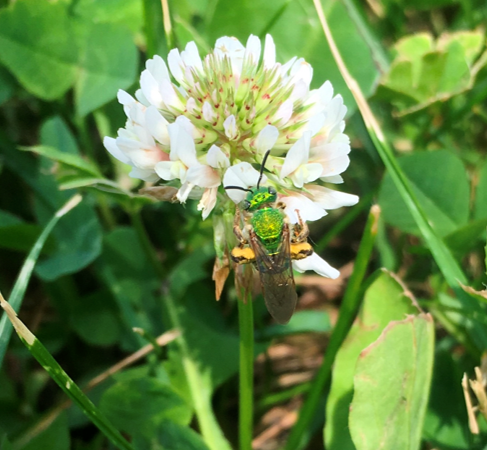 Agapostemon on clover